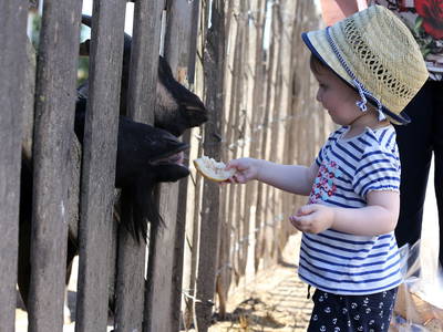 Bild 2 aus  Kapellenhof