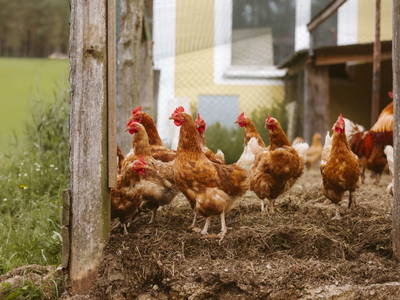 Bild 17 aus  Knappenhof