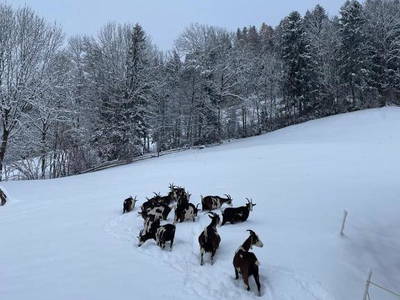 Bild 25 aus  Wiererhof