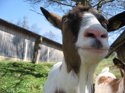 Bild 52 aus  Einkehrhof Poggau