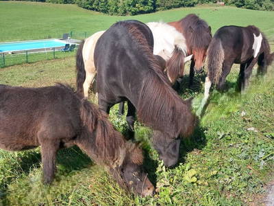 Bild 6 aus  Ferienhof Gindl,Gästehaus Gindl und Pferdehof