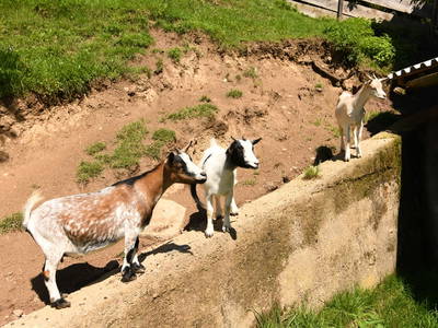 Bild 37 aus  Panorama Hof Fa. Sereinig