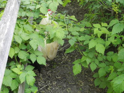 Bild 82 aus  Apartment "Kalbschädl"