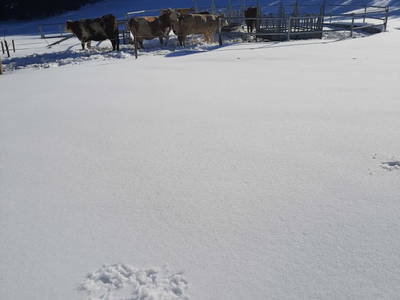 Bild 35 aus  Obergrünwaldgut