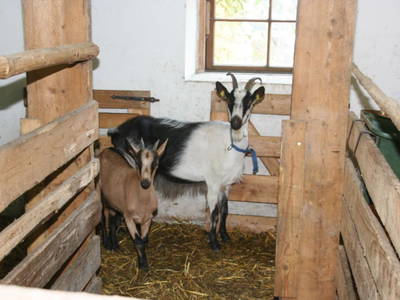 Bild 127 aus  Kaspergut