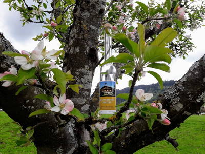 Bild 83 aus  Blattlbauer