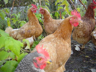 Bild 51 aus  Ployergut