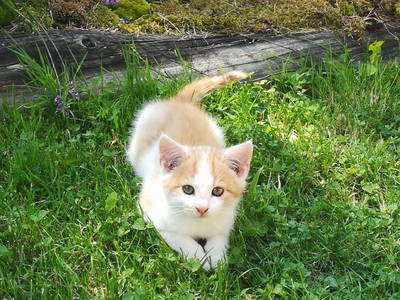 Bild 79 aus  Biobauernhof Thonnerhof