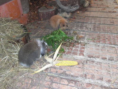 Bild 19 aus  am Jaukhof Fam. Stiendl