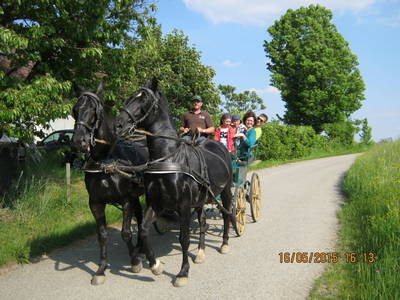 Bild 58 aus  Reiterhof Pfleger