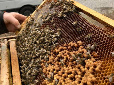 Bild 29 aus  Lukasbauer