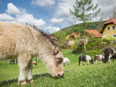 Bild 2 aus  Miniponyhof Wild