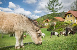 Miniponyhof Wild aus Passail