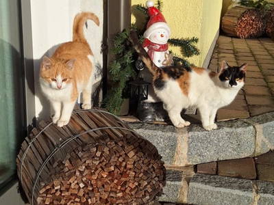 Bild 82 aus  Ötscherblick Familie Winter