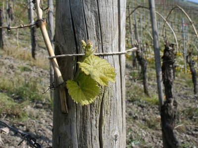 Bild 19 aus  Ferres Weingut