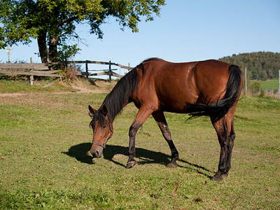 Bild 16 aus  Woferlhof