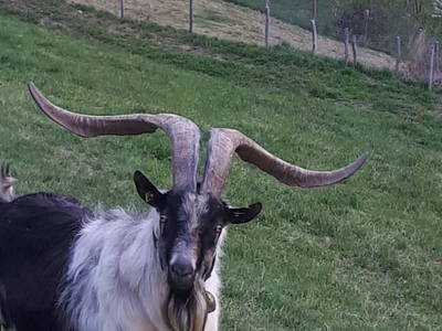 Bild 184 aus Bauernhof Schrott