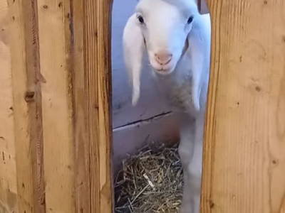 Bild 42 aus  Dorfhof