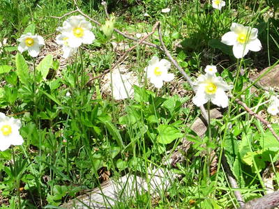 Bild 43 aus  Ferienwohnung Schneebergblick 