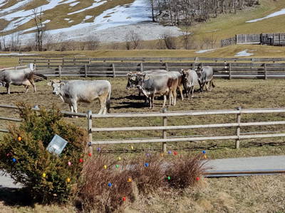 Bild 99 aus  Alfaierhof & Bergheimat