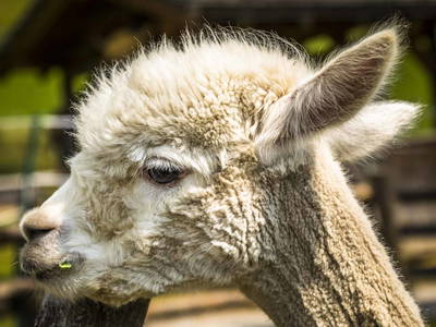 Bild 36 aus  Proneben Gut - Erlebnisbauernhof u. Kuschelhütten