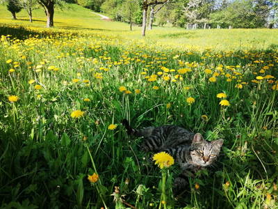 Kater Muri