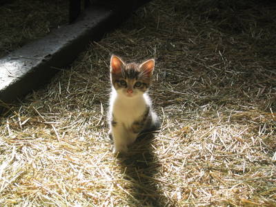 Bild 32 aus  Hof Lässer