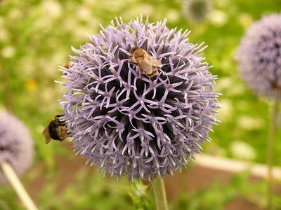 Bild 47 aus  Bauernhof Gruber - Bauernhaus