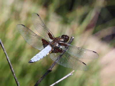 Bild 19 aus  Haus Adlerhorst