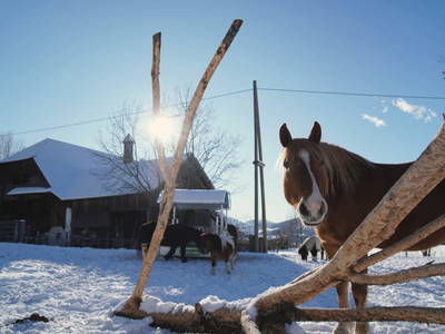 Bild 60 aus  Familienbauernhof Glawischnig-Hofer