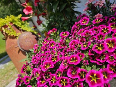 Bild 9 aus  Pfleger Ranch am Schönegg Gut