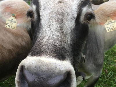 Bild 53 aus  Biobauernhof Mesneranderl