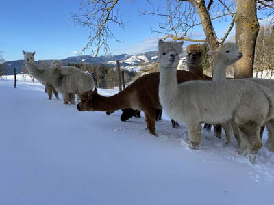 Bild 99 aus  Biohof Kroisleitner