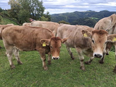 Bild 42 aus  Hudax Hütte