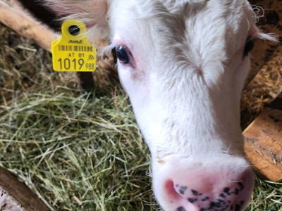 Bild 131 aus  Hansalagut