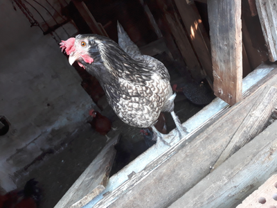 Bild 4 aus  Bauernhof Kieslinger