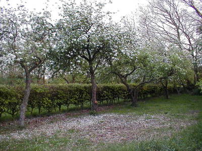 Bild 12 aus  Haus Marianne