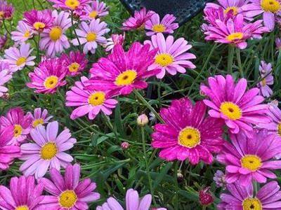 Bild 7 aus  Tommis Landhof