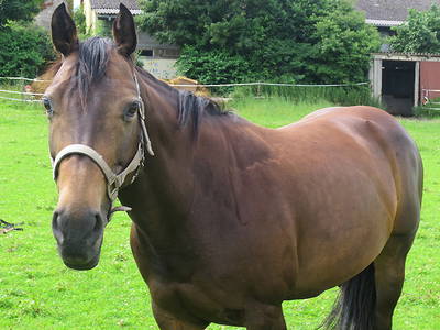 Bild 18 aus  Ferienhof Neudeck