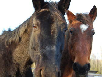 Bild 17 aus  Nutztier-Arche Hof Steindamm