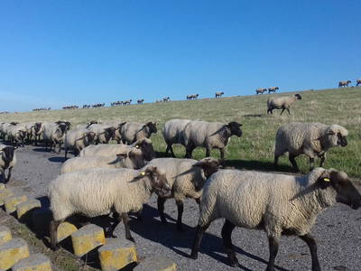 Bild 8 aus  Ferienwohnungen Meyerhoff