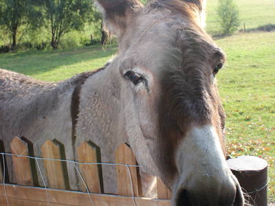 Bild 35 aus  Gut Sommereichen