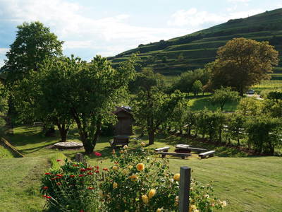 Bild 18 aus  Maienbrunnenhof