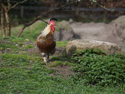 Bild 19 aus  Pension Eichenhof , Räderloh