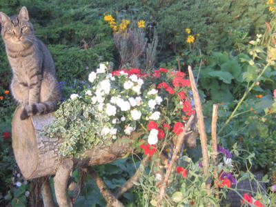 Bild 24 aus  Urlaub bei Familie Schmidt in Wippendorf