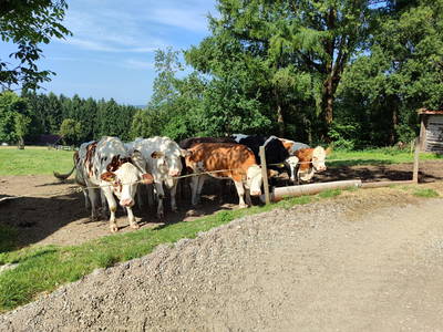 Bild 31 aus  Allgäu Bergferienhof
