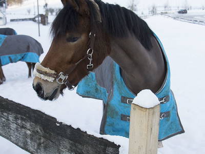 Bild 6 aus  Pony und Ferienhof Gut Habbecke