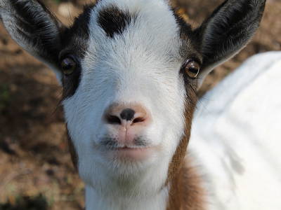 Bild 31 aus  Der Ofenmacherhof  Urlaub am Bauernhof
