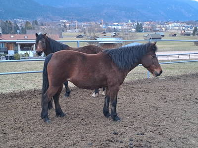 Bild 26 aus  Bichlerhof