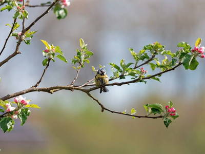 Bild 7 aus  Ferienwohnung Flender